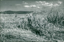 Environmental damage in agriculture - Vintage Photograph