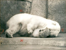 ANIMALS FREN ZOO ICE BAREN AVIS KAUFHOLL FFM BAREN - Vintage Photograph