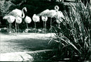 Flamingos - zoo animals - Vintage Photograph