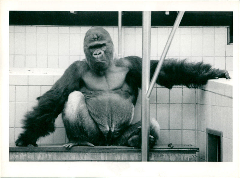 ANIMALS BABIES GORILLAS CAREON AND FATHER GORIL - Vintage Photograph