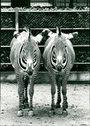 Zebra - zoo animals - Vintage Photograph
