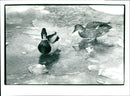 Frozen Main - Vintage Photograph