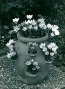 An abundance of crocus chrysanthus blooms in a strawberry planter. - Vintage Photograph