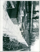 Two people in a field of wildflowers with a camera. - Vintage Photograph