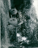 A mother bear and her cubs in their natural habitat. - Vintage Photograph