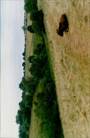 A cow wanders through the Wigwell's Wildlife Nature Reserve in Charlbury, England. - Vintage Photograph