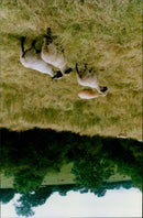 Sheep graze in the lush grass of Wigwell's Wildlife Nature Reserve in Charlbury, England on July 7, 1995. - Vintage Photograph