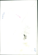 A group of trees in the fall season. - Vintage Photograph