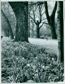 Spring and winter merge in Christ Church Meadow. - Vintage Photograph