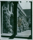 Wisteria blooms in the cloisters of Magdalen College. - Vintage Photograph