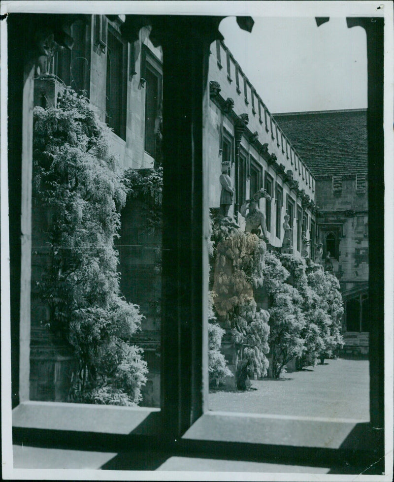 Wisteria blooms in the cloisters of Magdalen College. - Vintage Photograph