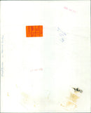 A woman stands in a field of wildflowers. - Vintage Photograph