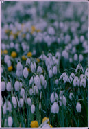 Snowdrops and Aconites bloom in the churchyard of St Botolph's. - Vintage Photograph