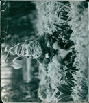 A view of Oli Gardens on March 7, 1975. - Vintage Photograph