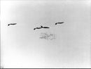 Airplane making a air show. - Vintage Photograph