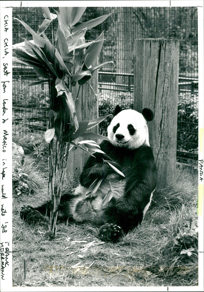 Panda - Vintage Photograph