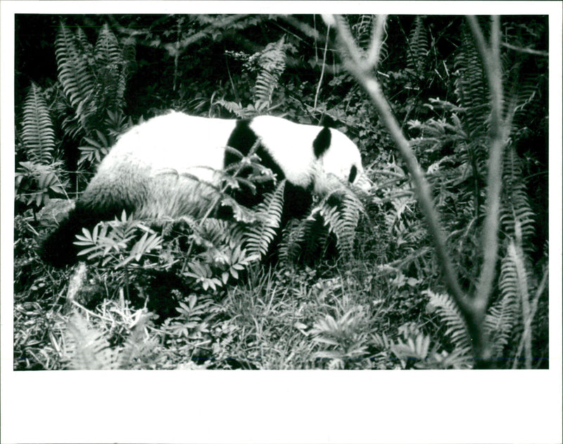 Giant panda. - Vintage Photograph