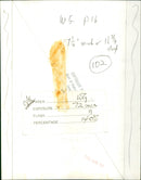 Princess Anne - Vintage Photograph