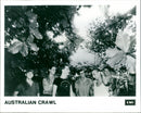 Australian Crawl - Vintage Photograph