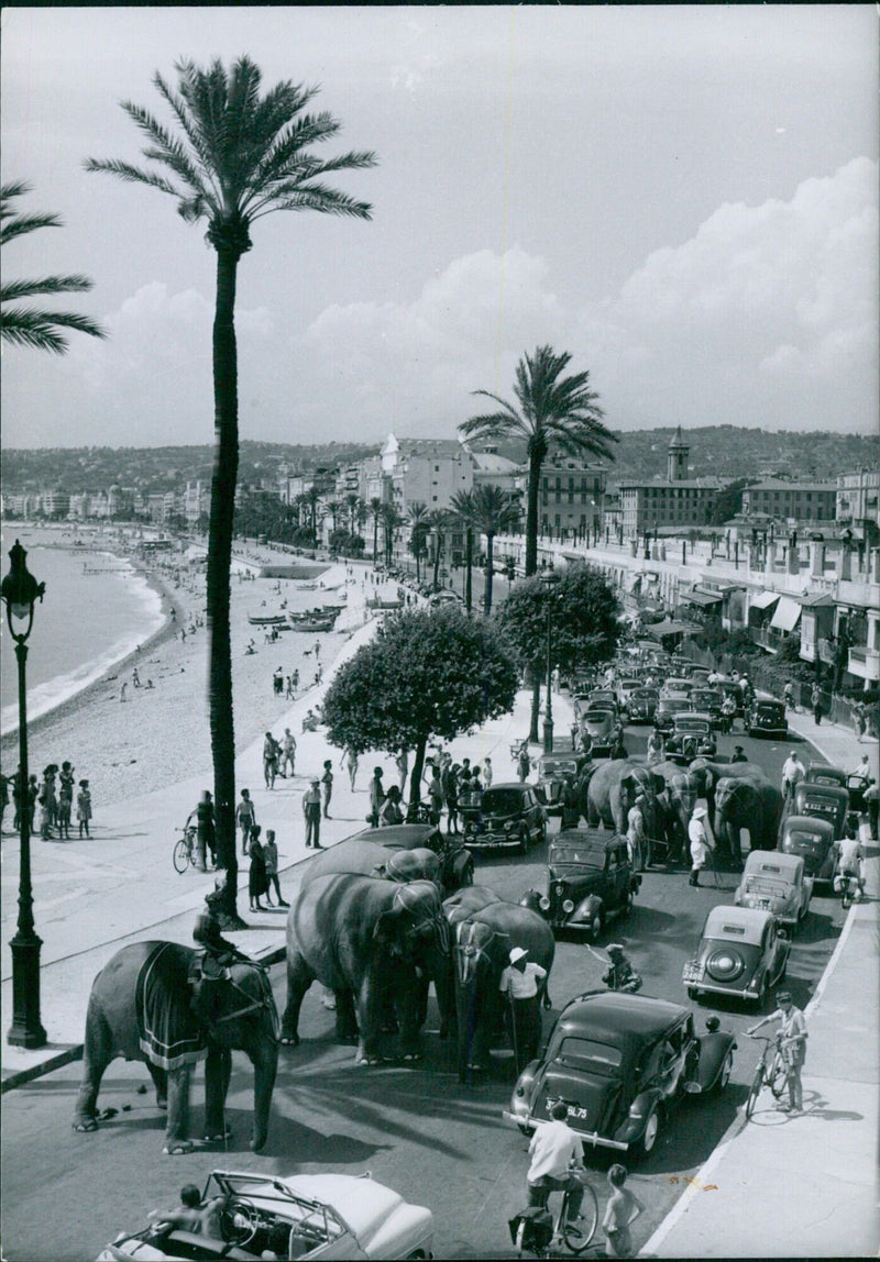 Elephants on the Promenade des Anglais - Vintage Photograph