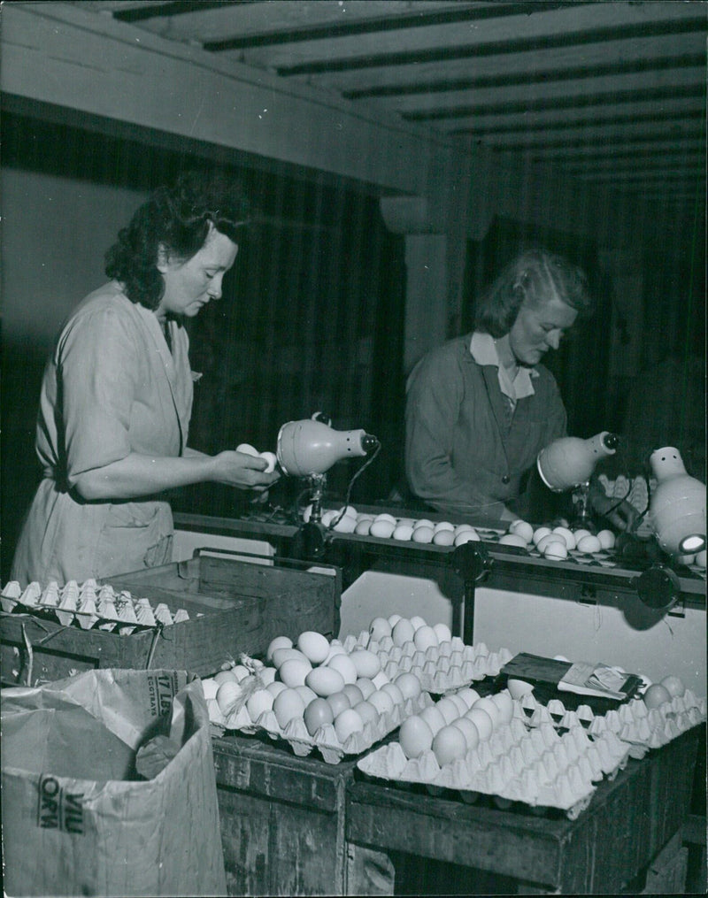 Egg grading station in Kirkwall, Orkney - Vintage Photograph