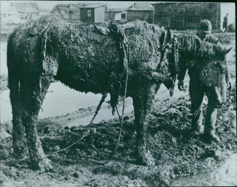 "Now you stand there like a wet poodle" - Vintage Photograph