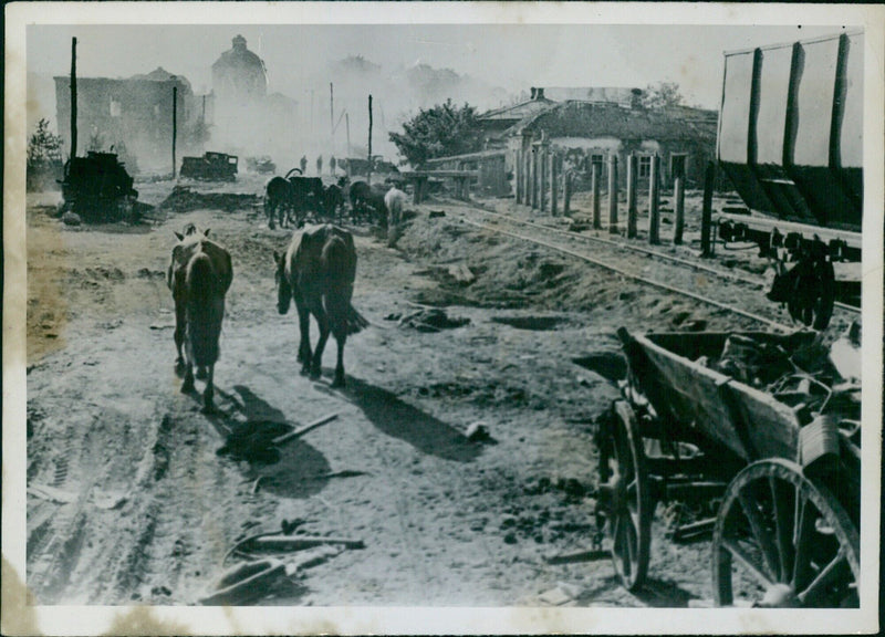 Horses after the attack - Vintage Photograph