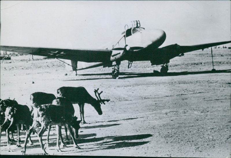 Reindeer on the airfield - Vintage Photograph