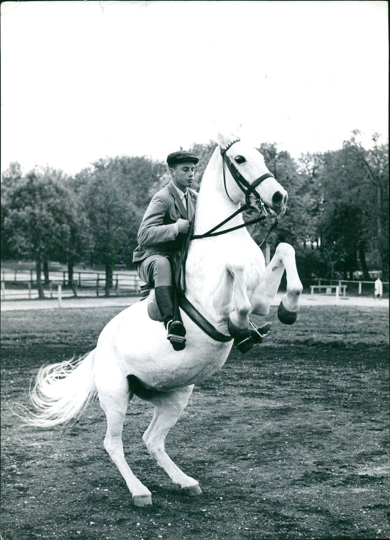 Stallion from Lipica with "Conversano" pedigree - Vintage Photograph