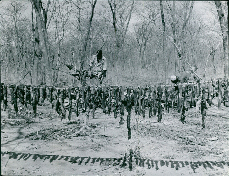 Dried Elephant Meat - Vintage Photograph