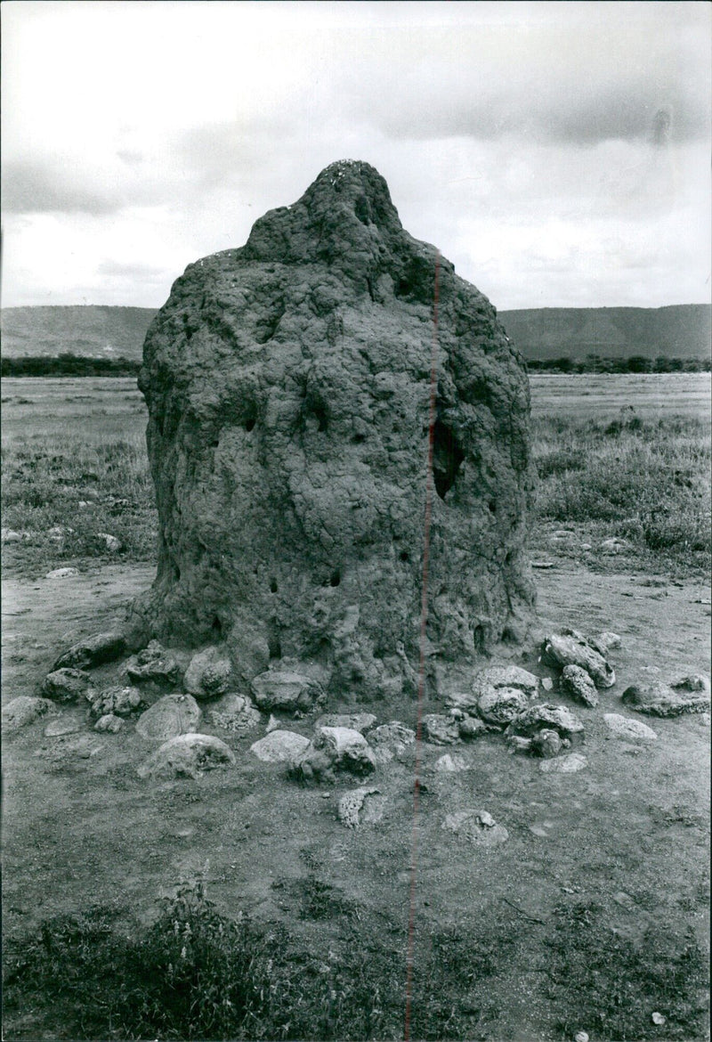 Termite mound in Africa - Vintage Photograph