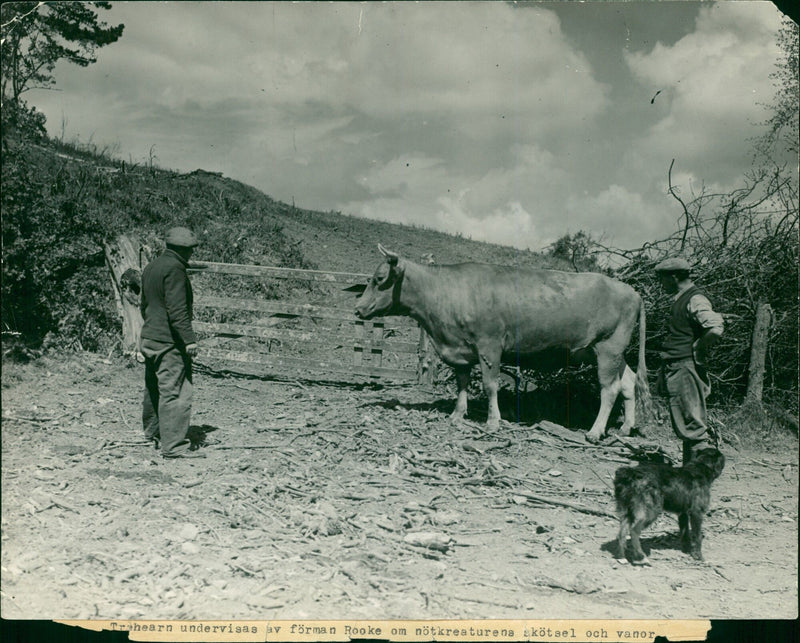 Harry learns about cattle care - Vintage Photograph