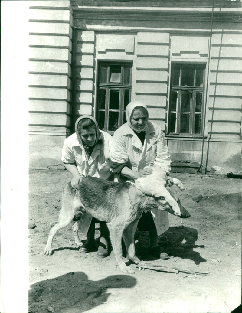 Two-headed dog in Russia - Vintage Photograph