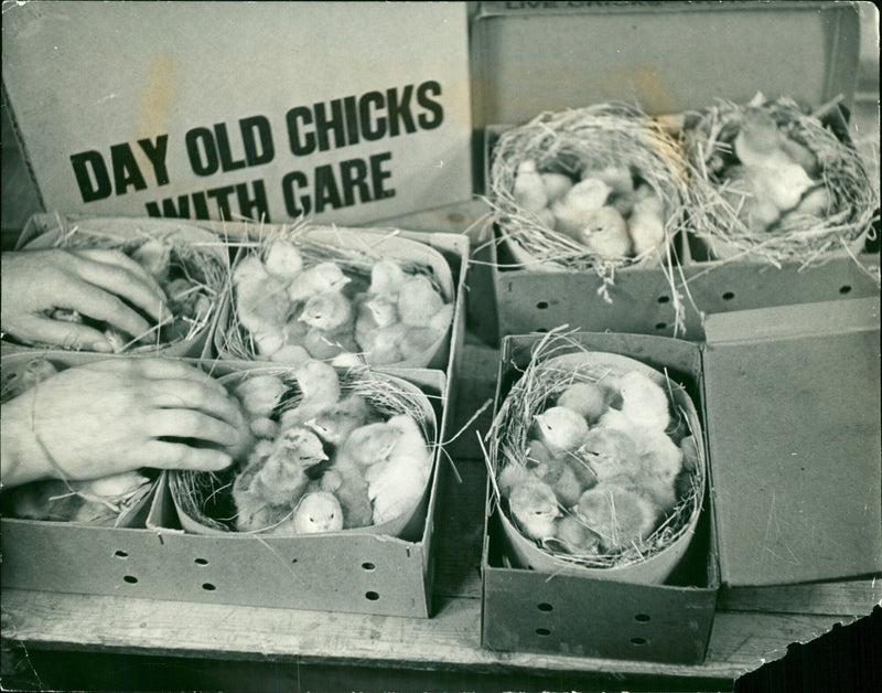 Day-old chicks ready to leave the hatchery - Vintage Photograph