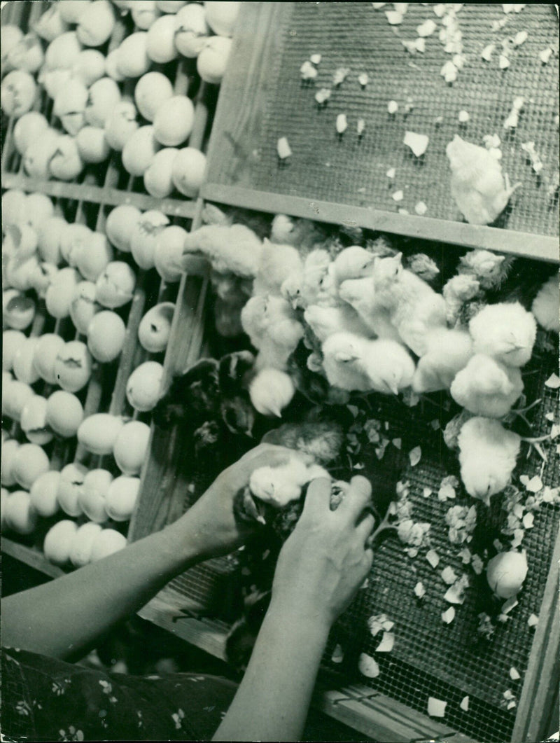 Chicks in the incubator - Vintage Photograph