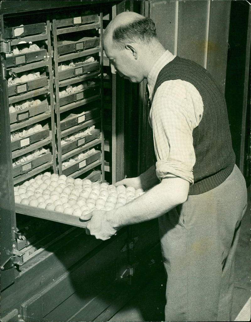 The birthday of a chick - Vintage Photograph