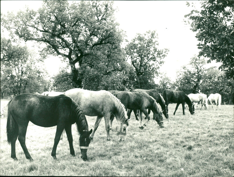 Lipica landscape with horses - Vintage Photograph