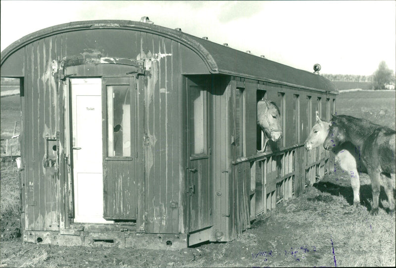 A farmer near Harridslev near Randers bought an old railway carriage as a shelter for his horses. - Vintage Photograph