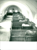 Stallions in boxes at the Li Pica rear in Venice, Italy - Vintage Photograph