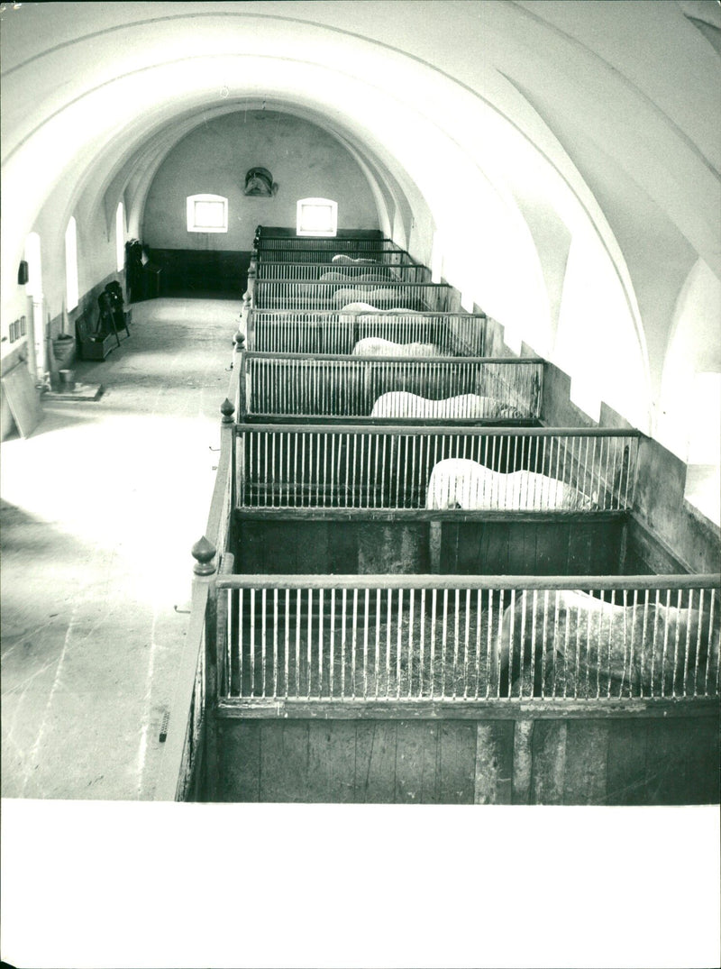 Stallions in boxes at the Li Pica rear in Venice, Italy - Vintage Photograph