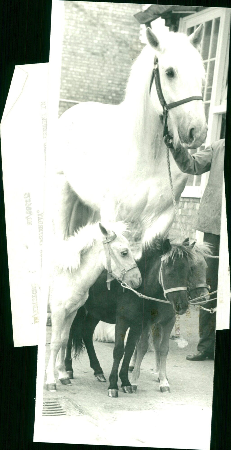 Hercules meets Little Caesar, the smallest horses in the world - Vintage Photograph