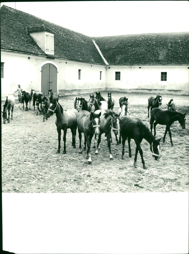 Classic horsemanship in Venice, Italy with Lipizzaner horses - Vintage Photograph