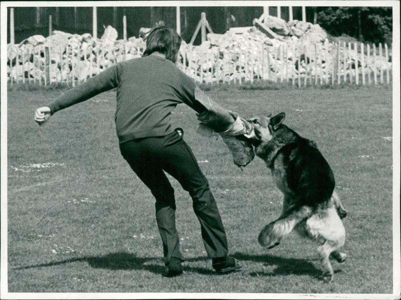 Police dog - Vintage Photograph