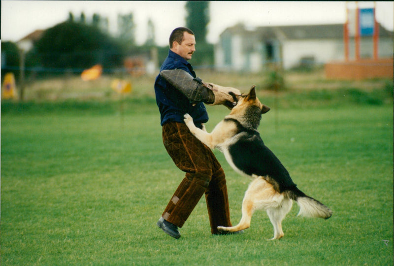 Police Dog 'A Villain' in training - Vintage Photograph
