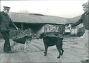Police Dogs meeting - Vintage Photograph