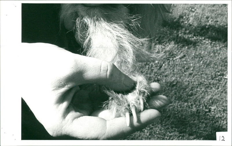 Ingham - Vintage Photograph