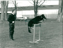 Police dog 'Jet' in training - Vintage Photograph