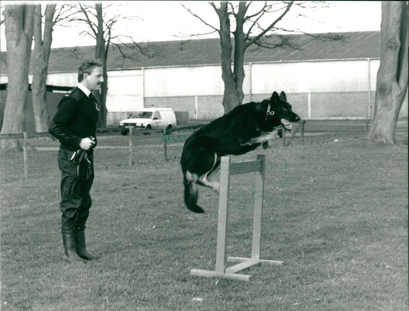 Police dog 'Jet' in training - Vintage Photograph