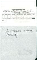 A grass in the hands. - Vintage Photograph