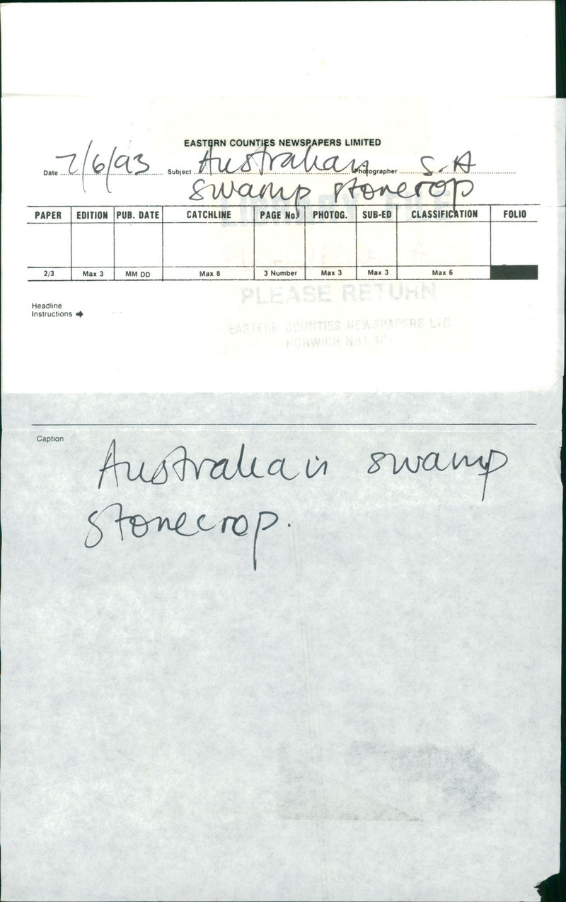 A grass in the hands. - Vintage Photograph